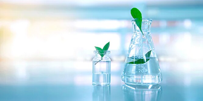 Scientific beakers with plants and water.
